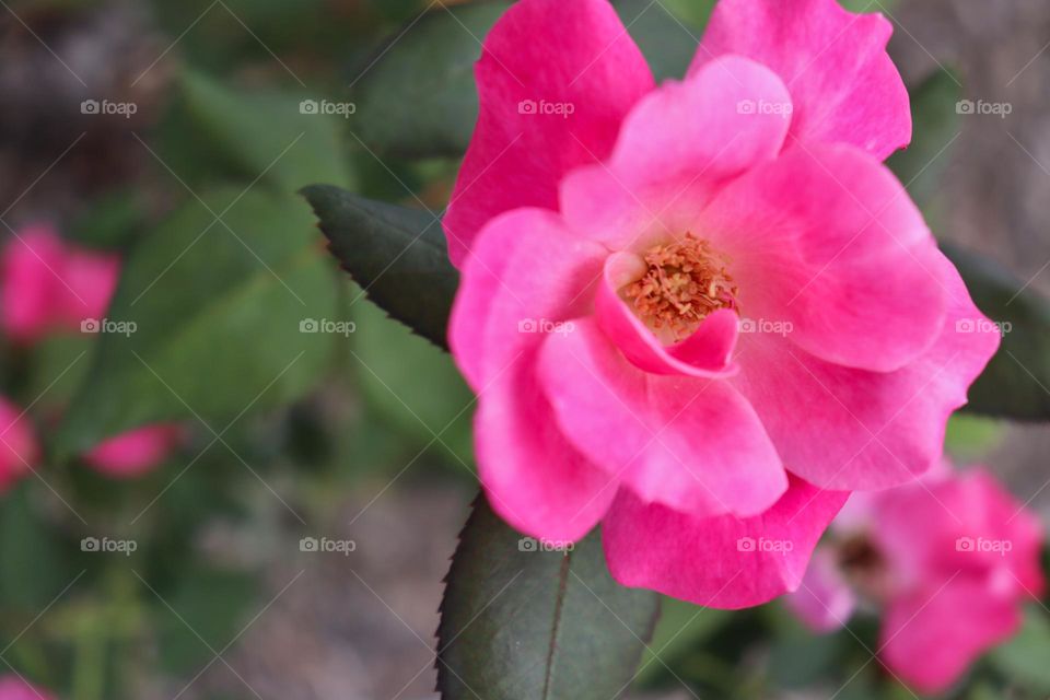 Closeup of bright pink China rose flower. 