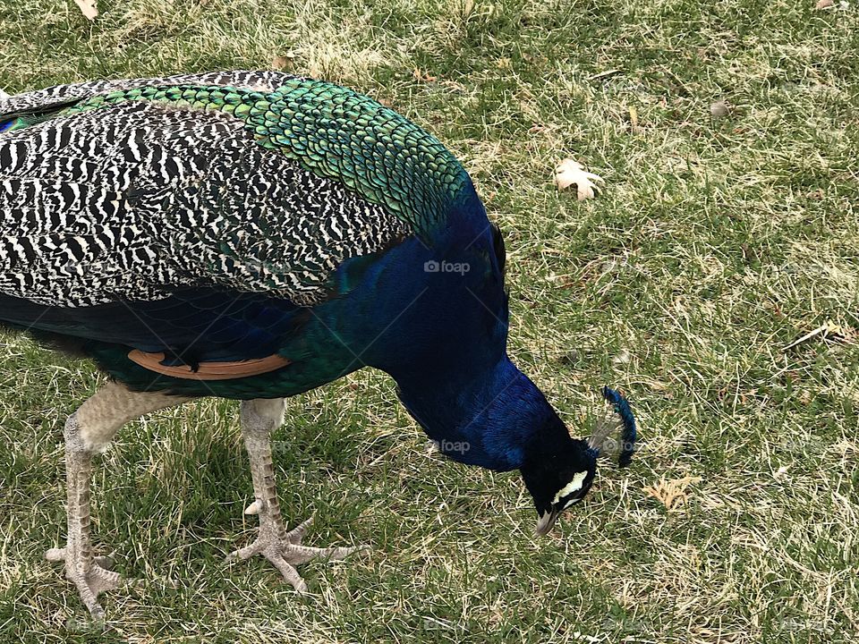 Foap Com A Male Peacock With Brilliant Turquoise Blue Green