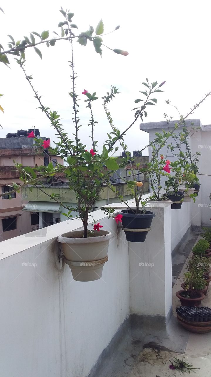 In the big city This is how our house growing plants and flower on the top floor of our house building. we still want some nature space and go green because our life can't stay with out nature and want to be back to the nature some day.