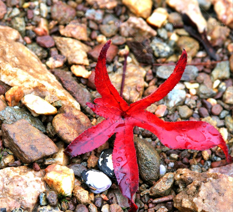 red leaf eith dew on the rocks.