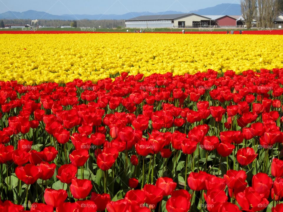 Scenic view of tulips in field