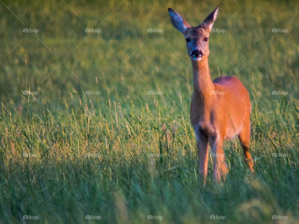 Front view of deer