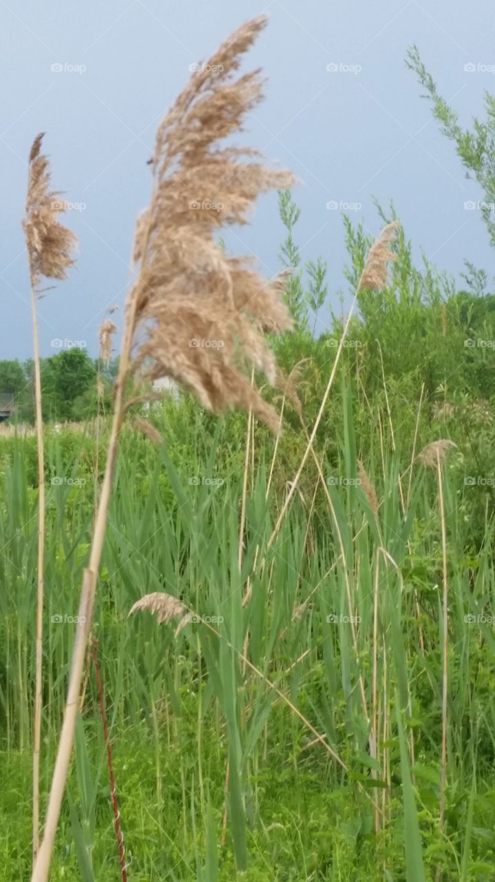field grasses