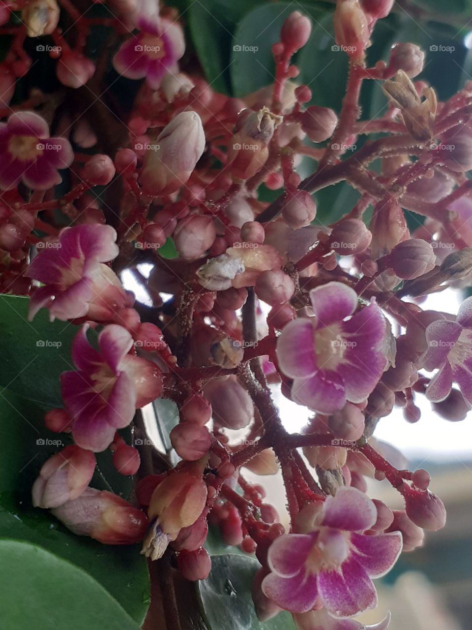 Eu te dou flores cá rambolas lhe devolvo