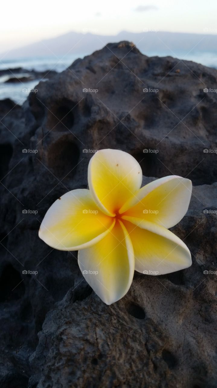 Lava Rock Flower. Morning walk along the shores of Maui