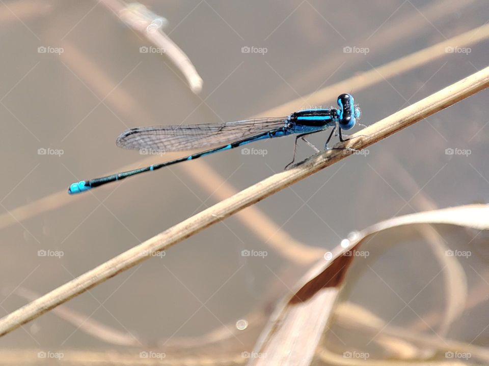 Blue Dragonfly on the river