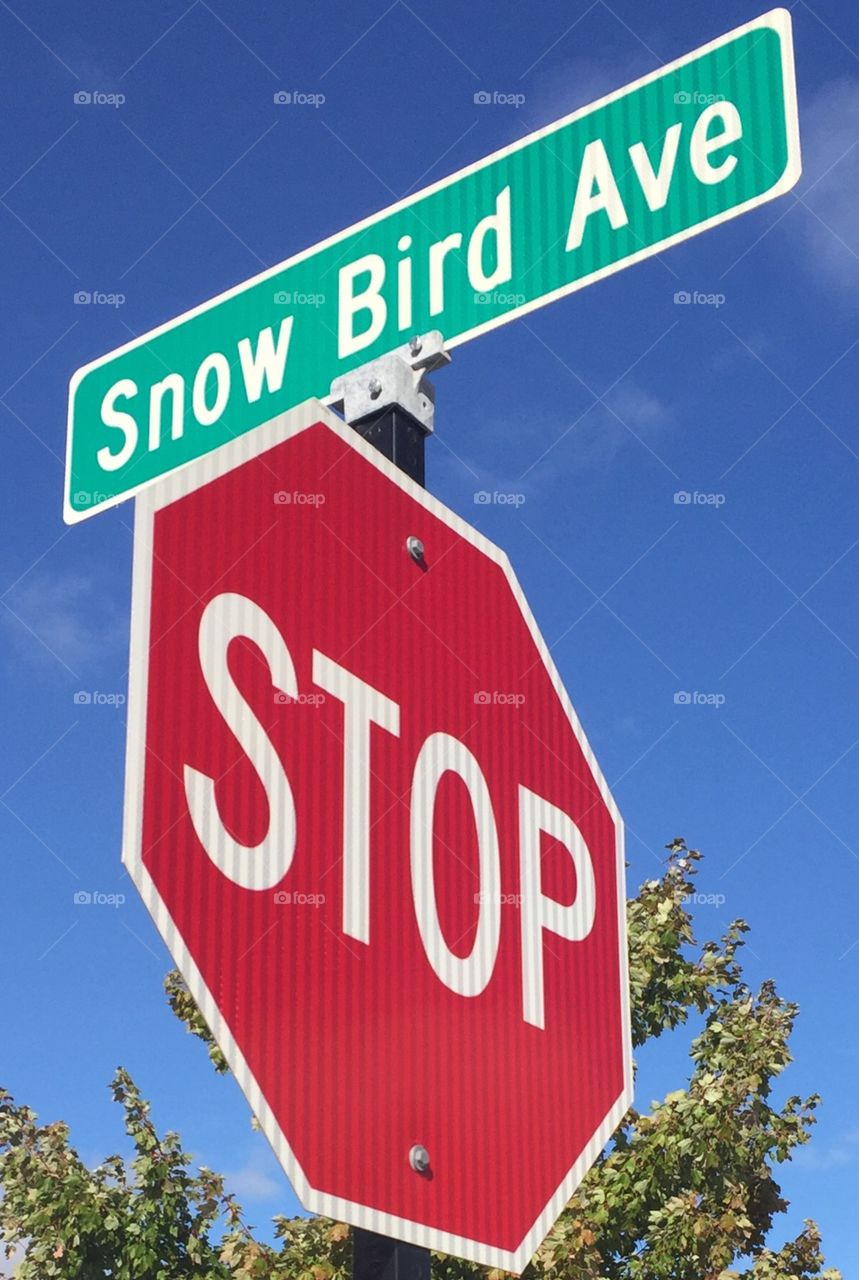 Snow bird