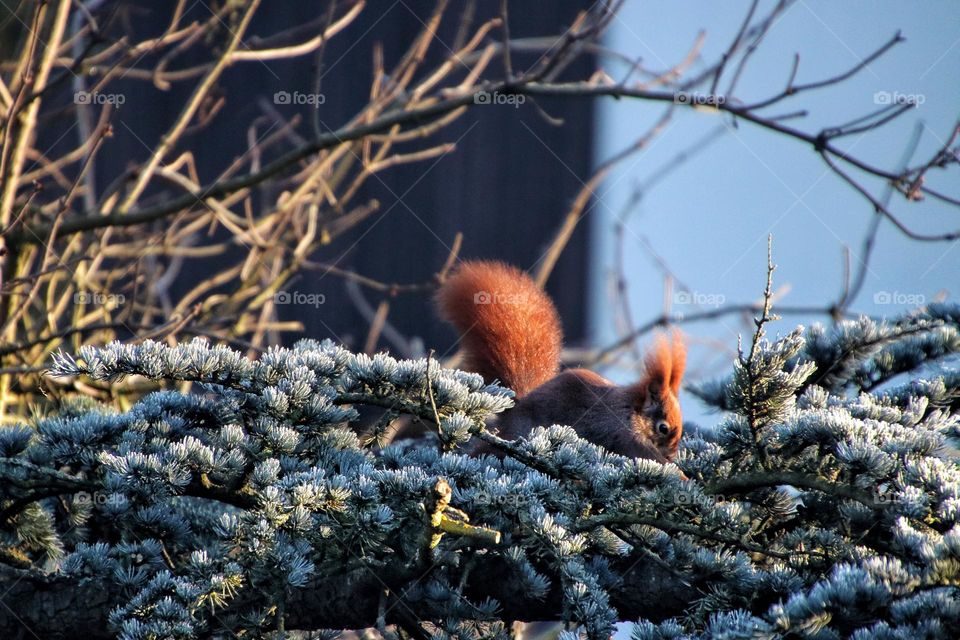 A red squirrel jumps over frozen pine branches in winter