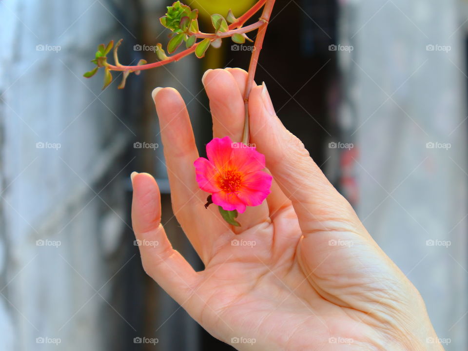 purslane in the hand