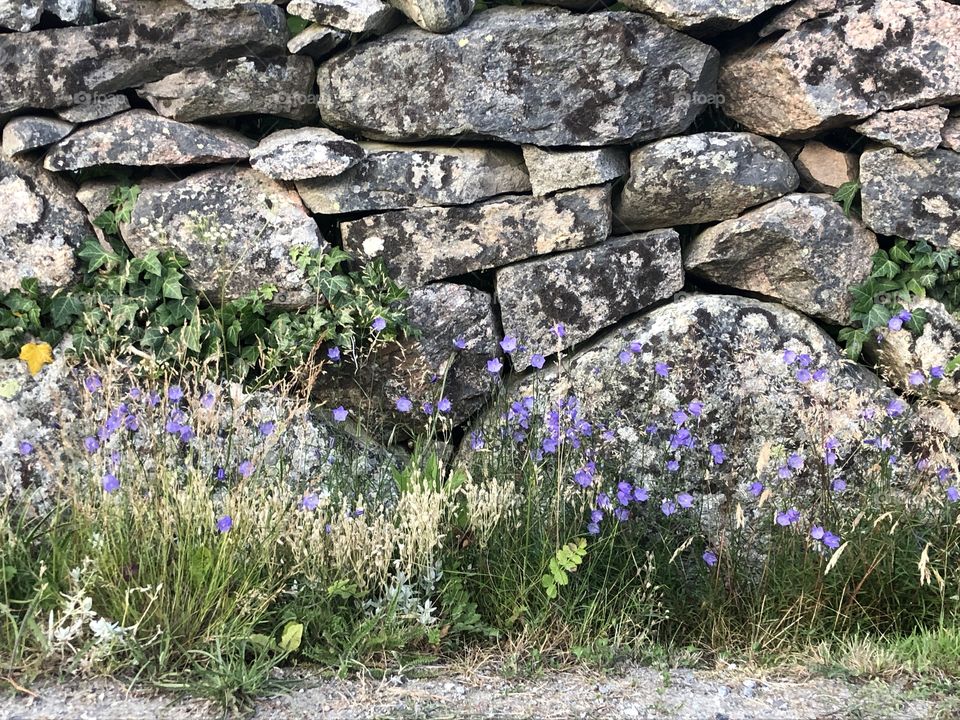 Bluebells and granite wall