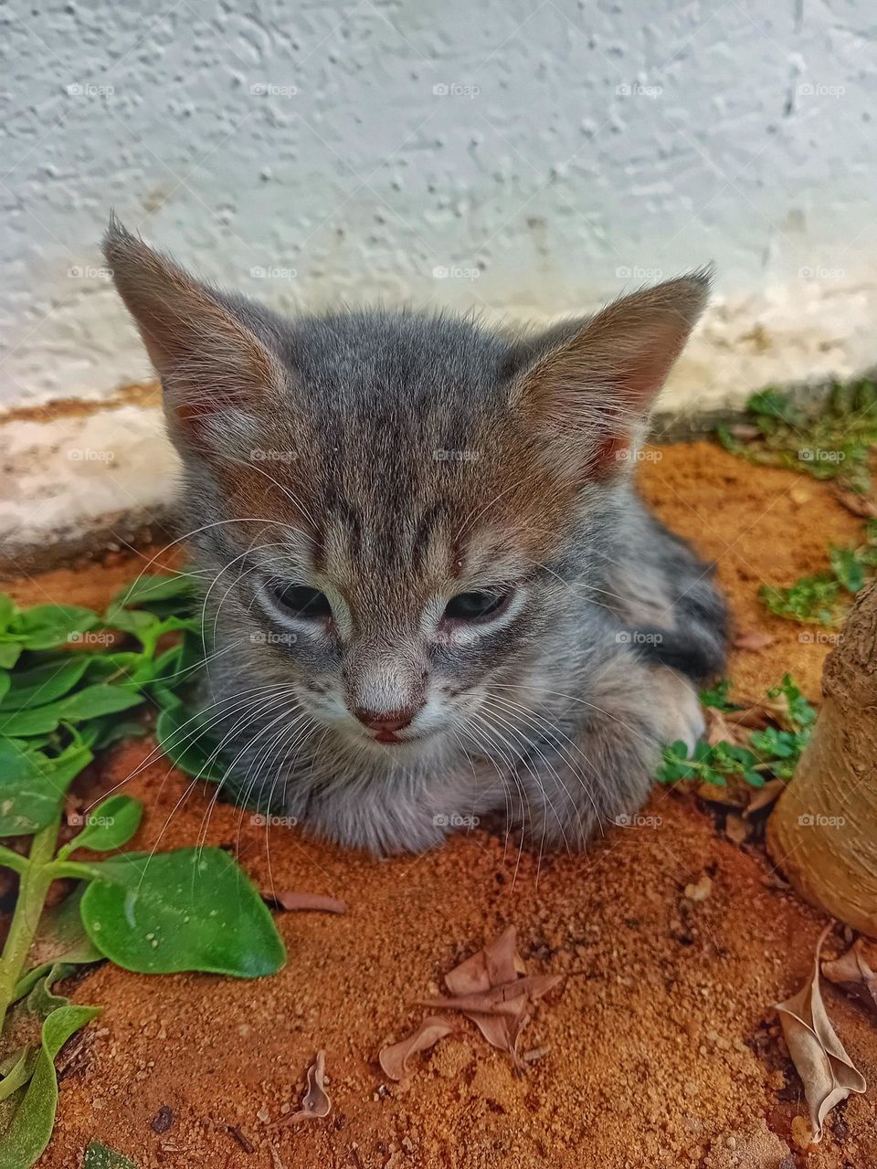 kitten
