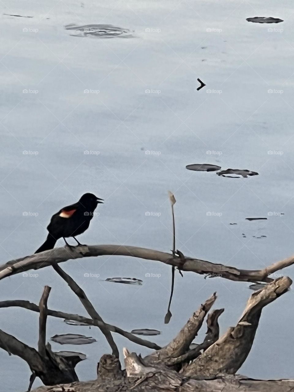 Red Winged Black Bird 