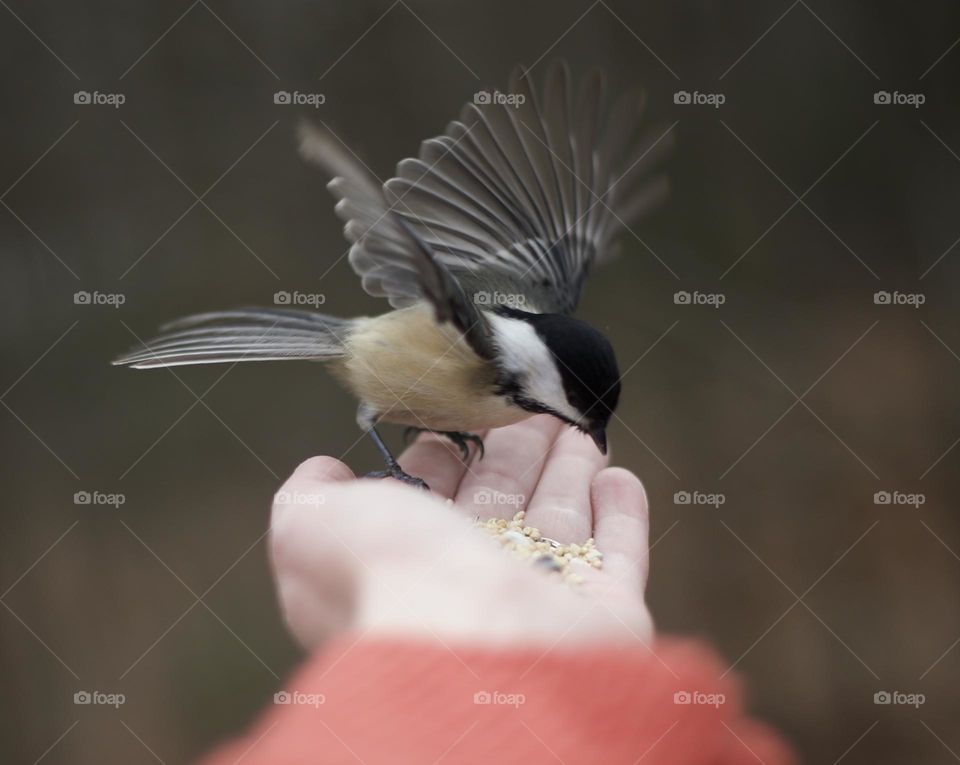 Gracefully perching on a woman’s hand