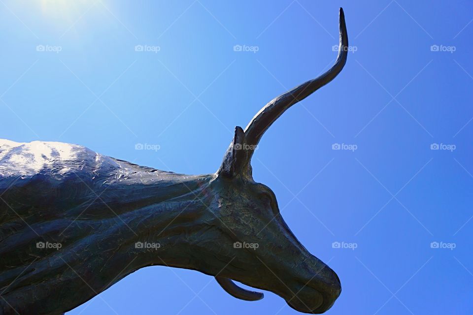 Longhorn Low Angle