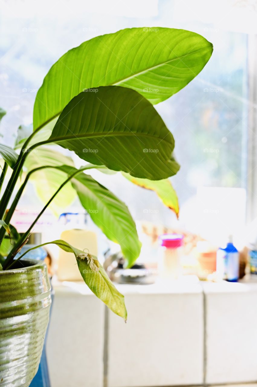 This is the Peace Lily, this plant loves to have a lot of water, it needs medium light. 