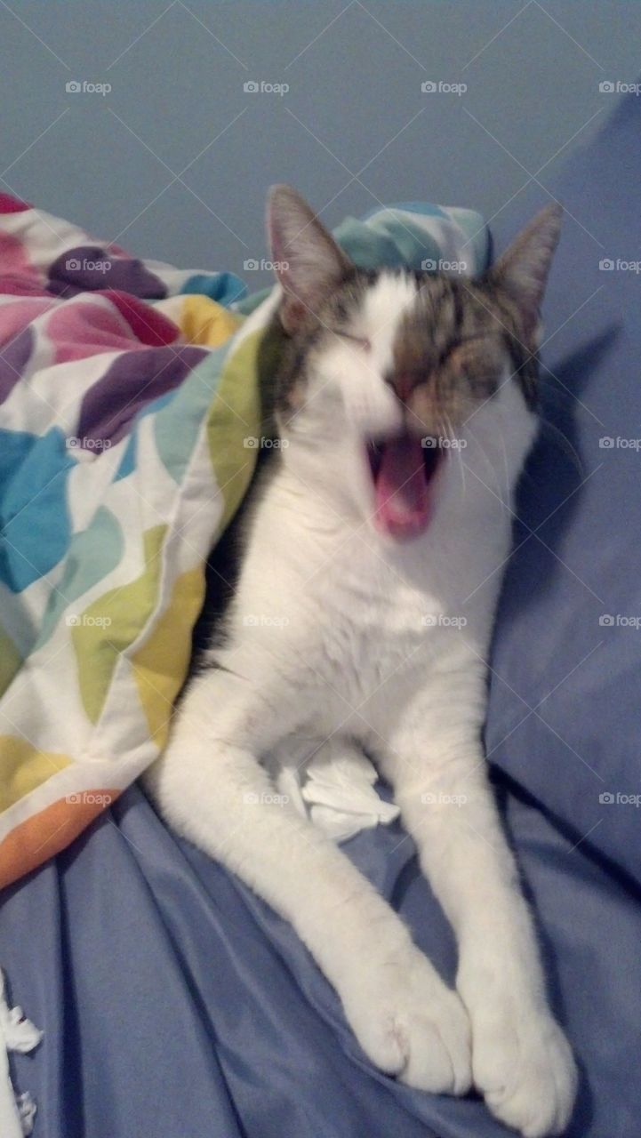 Remmy's Yawn and meow 