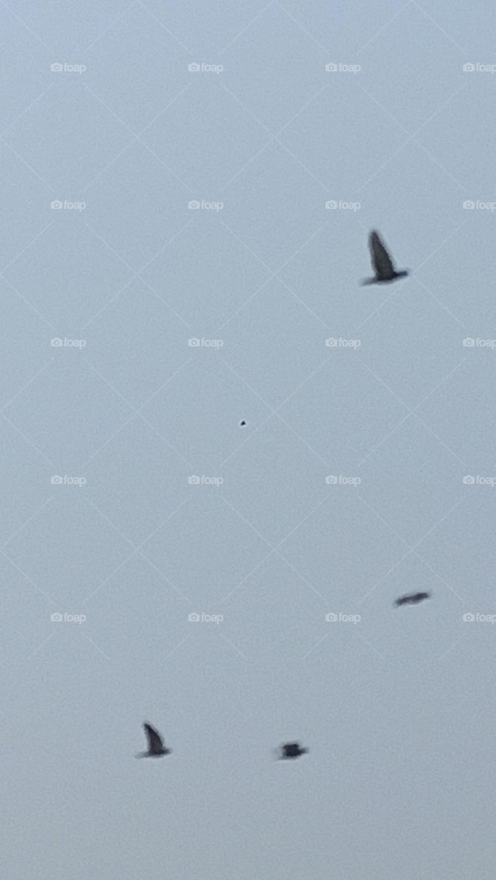 birds flying in blue sky