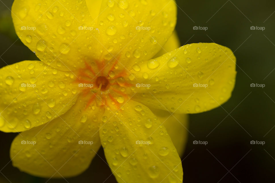 Dewy yellow flower 
