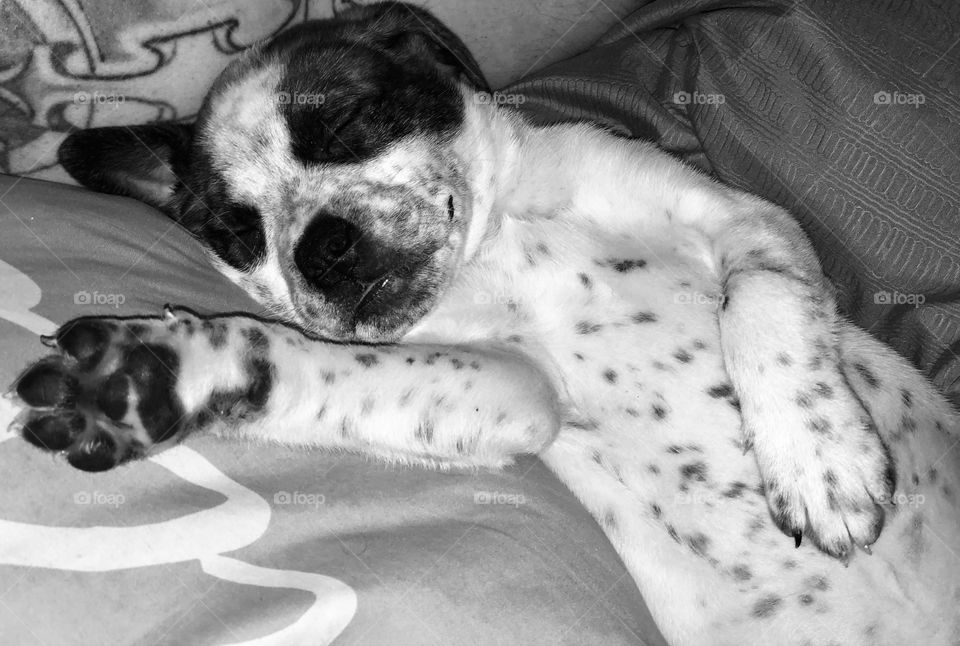 Black and white speckled freckled puppy sleeping soundly in his humans bed snuggled and warm
