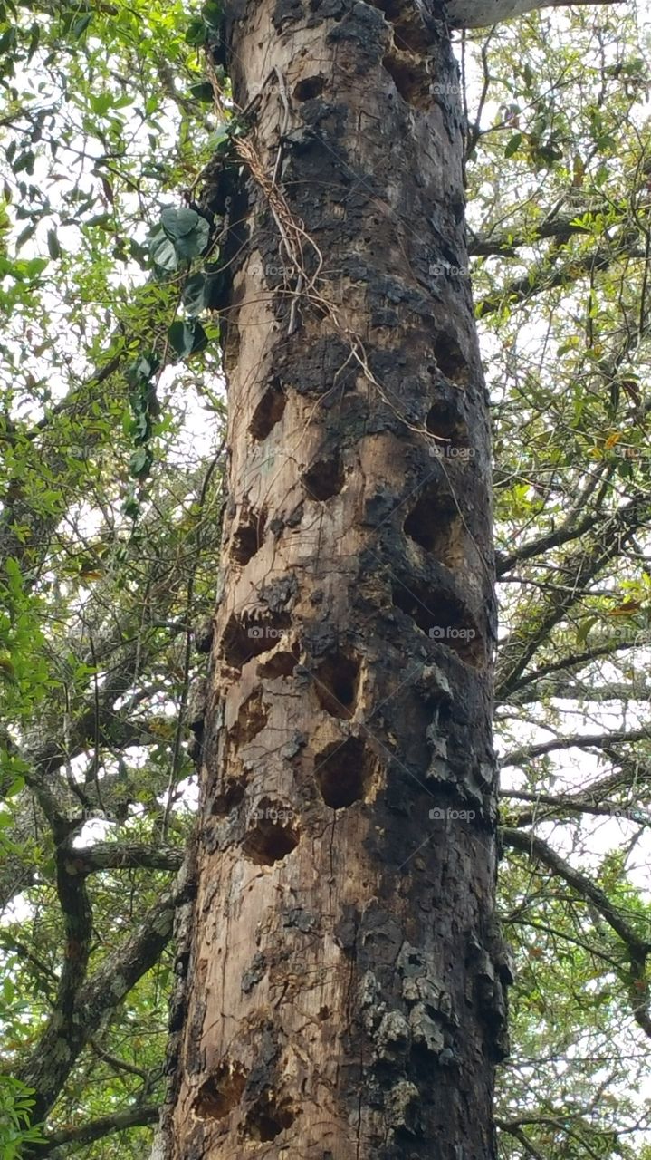 woodpeckers favorite tree