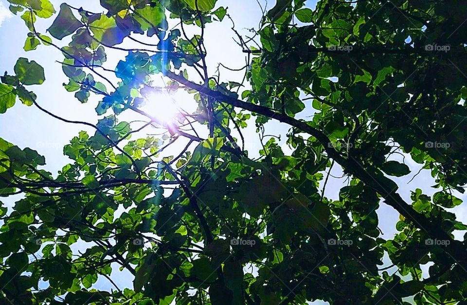 sunlight through leaves