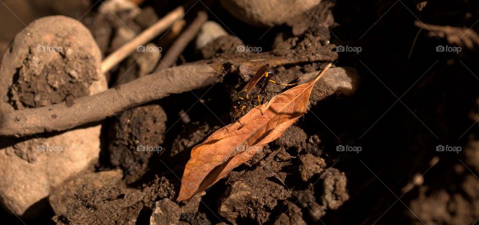 Mud dubber on a dry leaf.