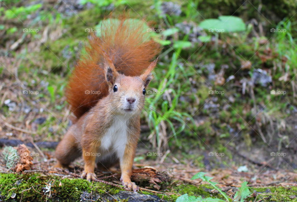 Cute squirrel in the woods