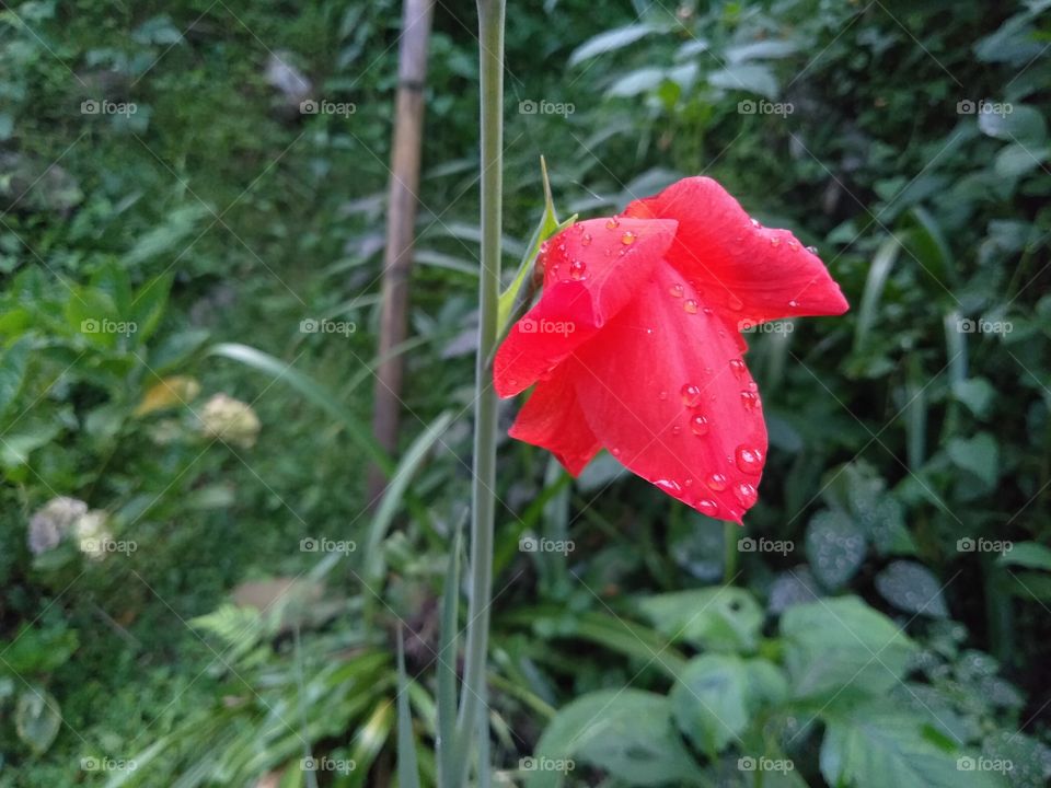 I just clicked this Galyadis flower........💕