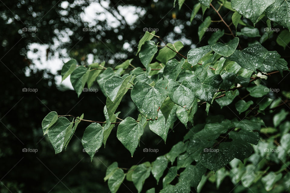 Lush green leaves glazed with rainwater in the rainy season leaving fresh raindrops. 