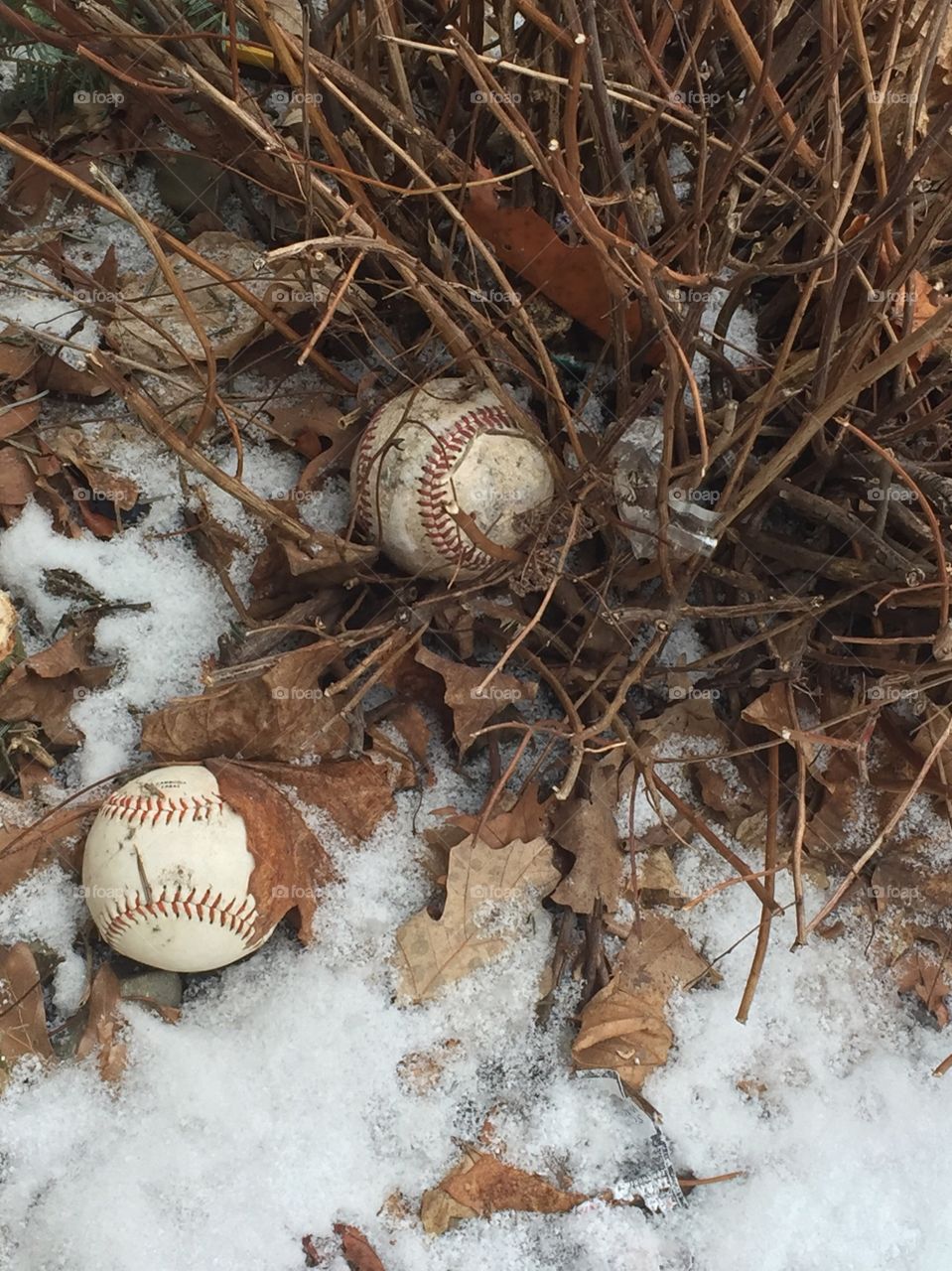 What you find in the bushes baseball left outside 