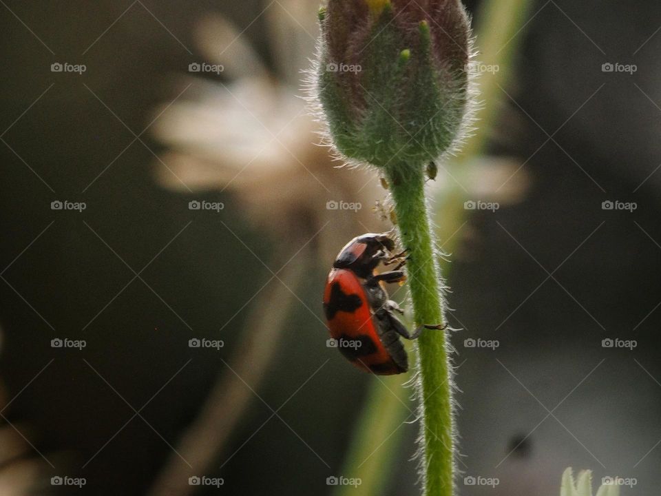 ladybug