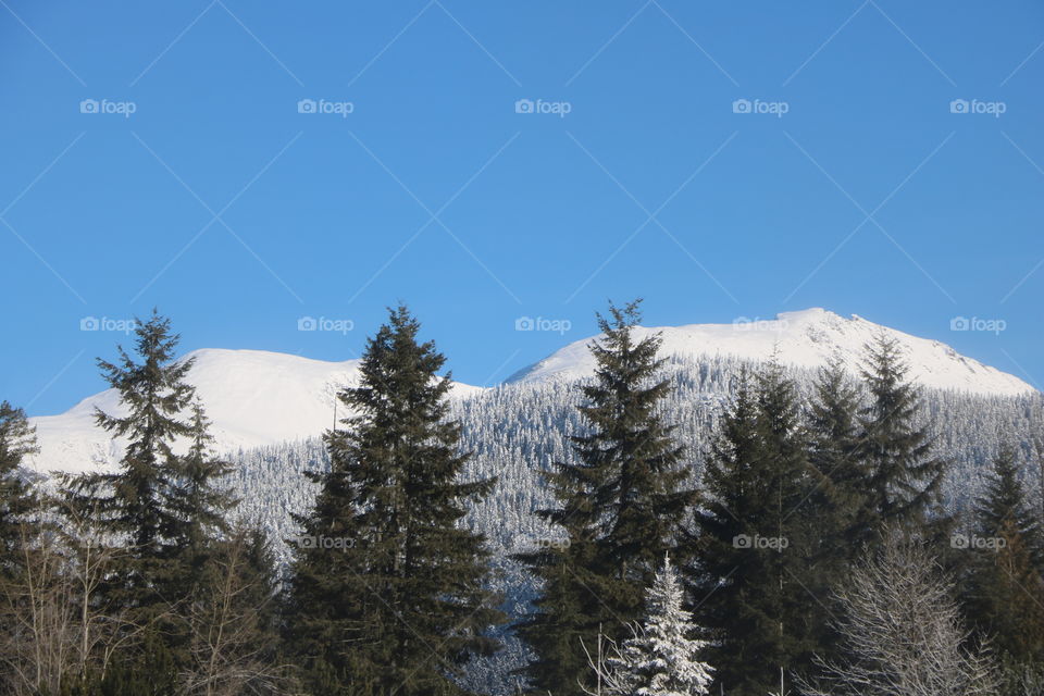 Winter wonderland, evergreen trees and snow capped mountains on a bright cold day