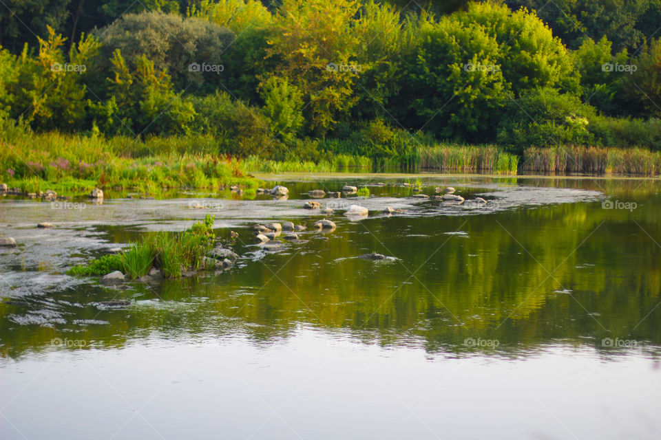 River in the forest 