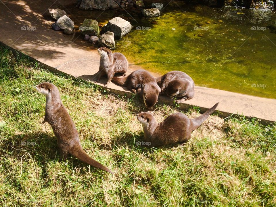 Otters