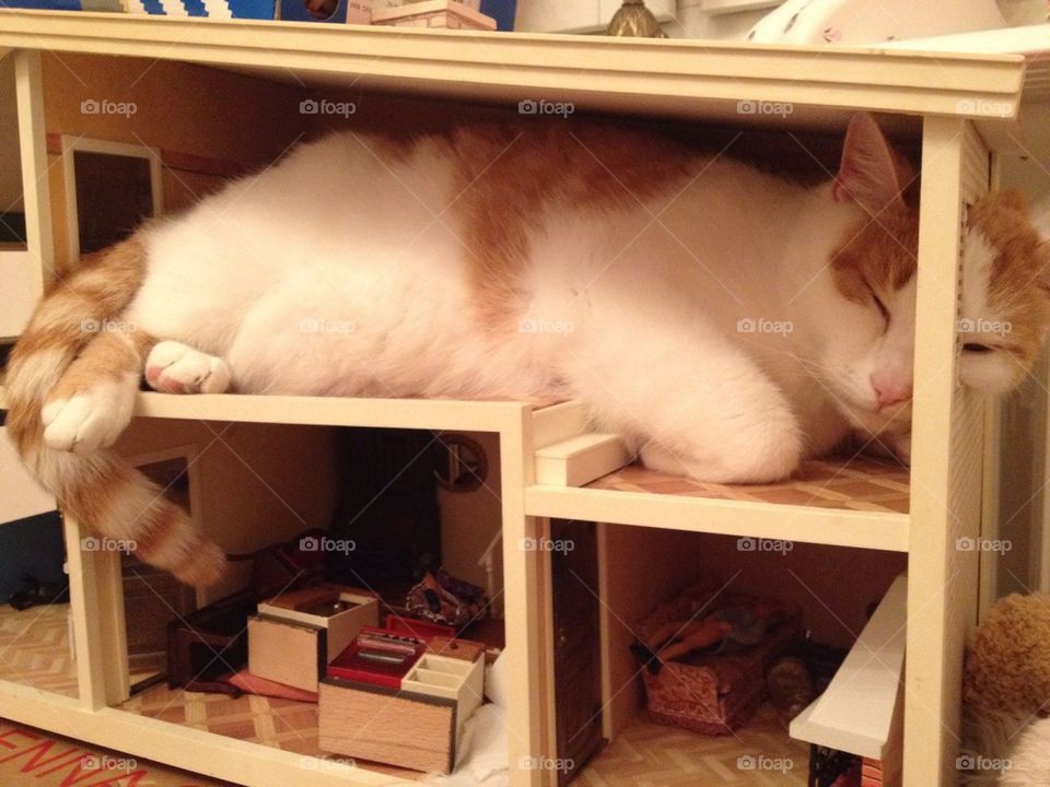 Cat takes a nap in the dollhouse