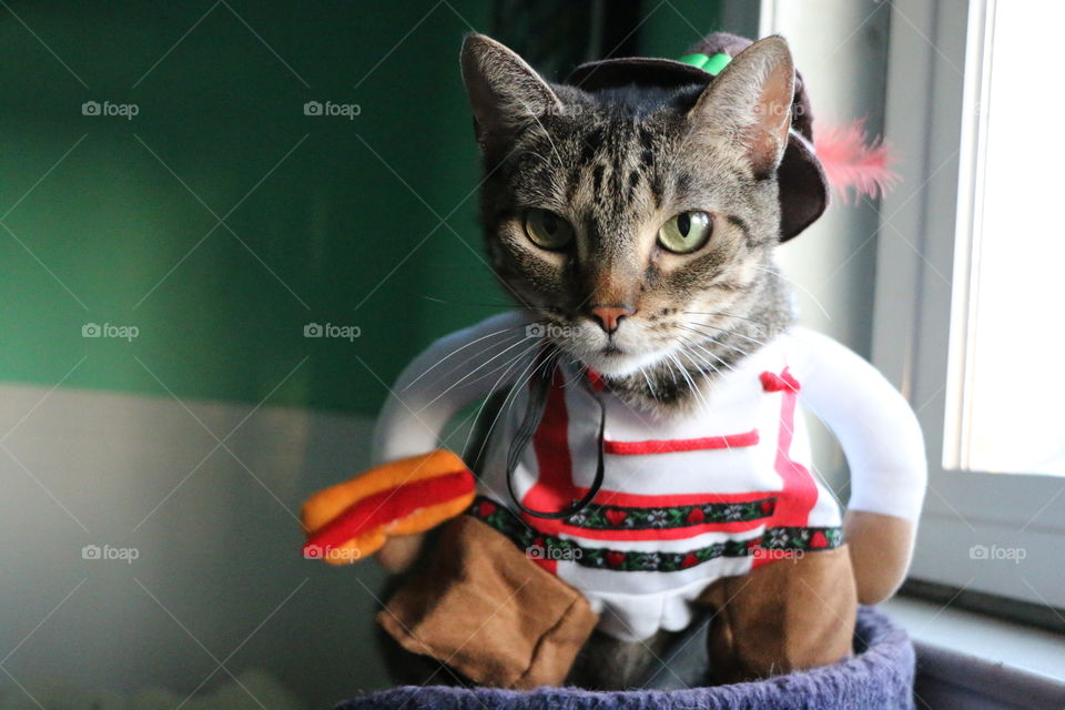 Cat in costume 