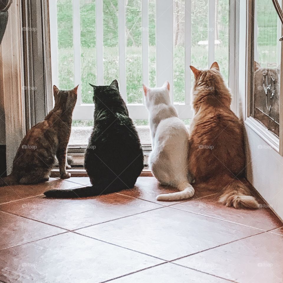 Kitties at the door 
