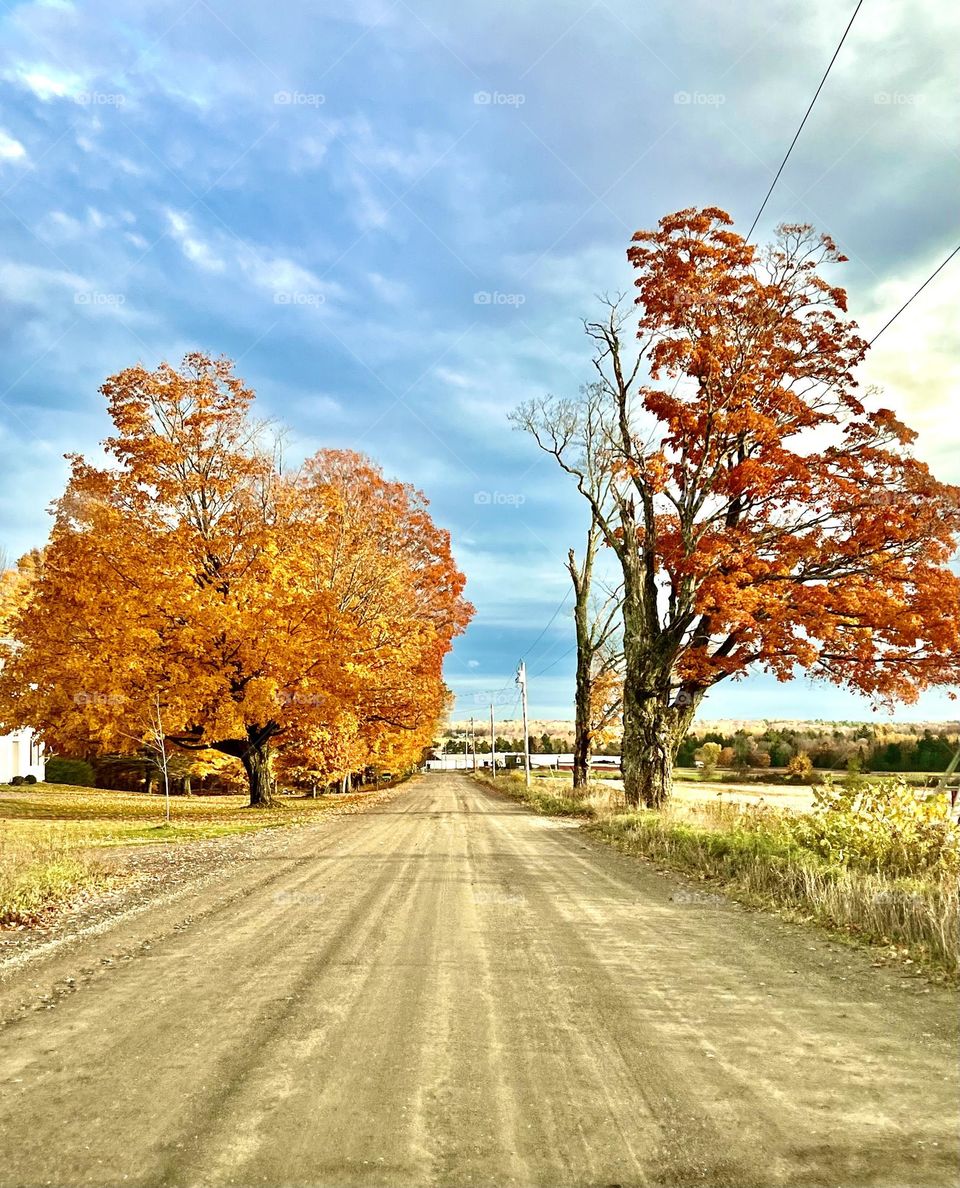 October in Maine. A dirt road splits two maples with orange fall foliage on a cloudy day.