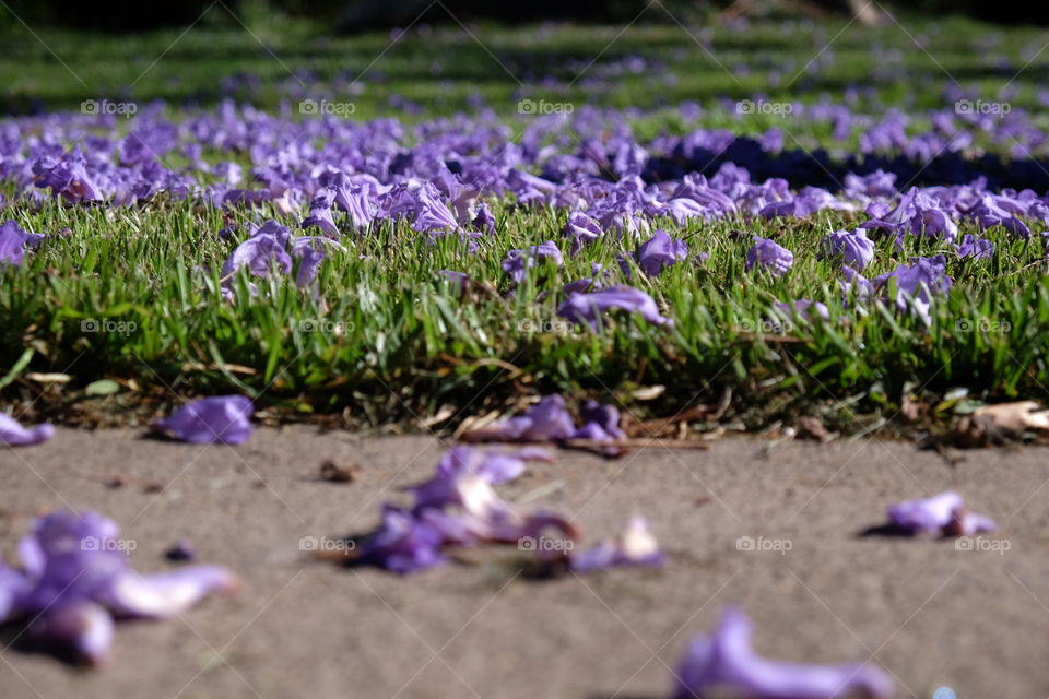 Jacaranda fall