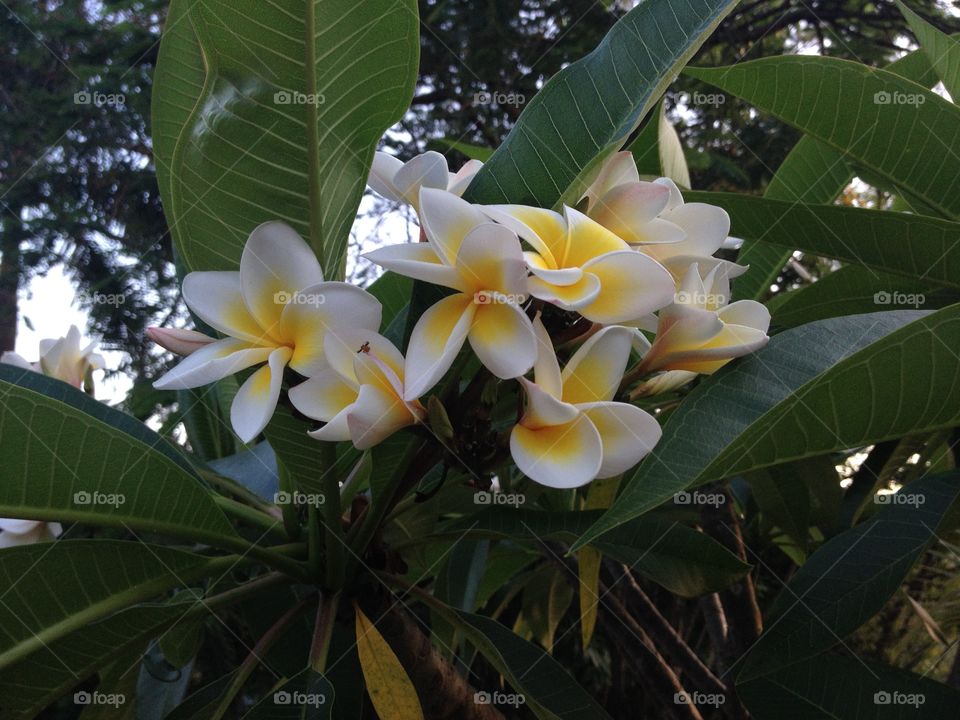 Frangipani 