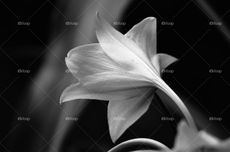 B&W flower