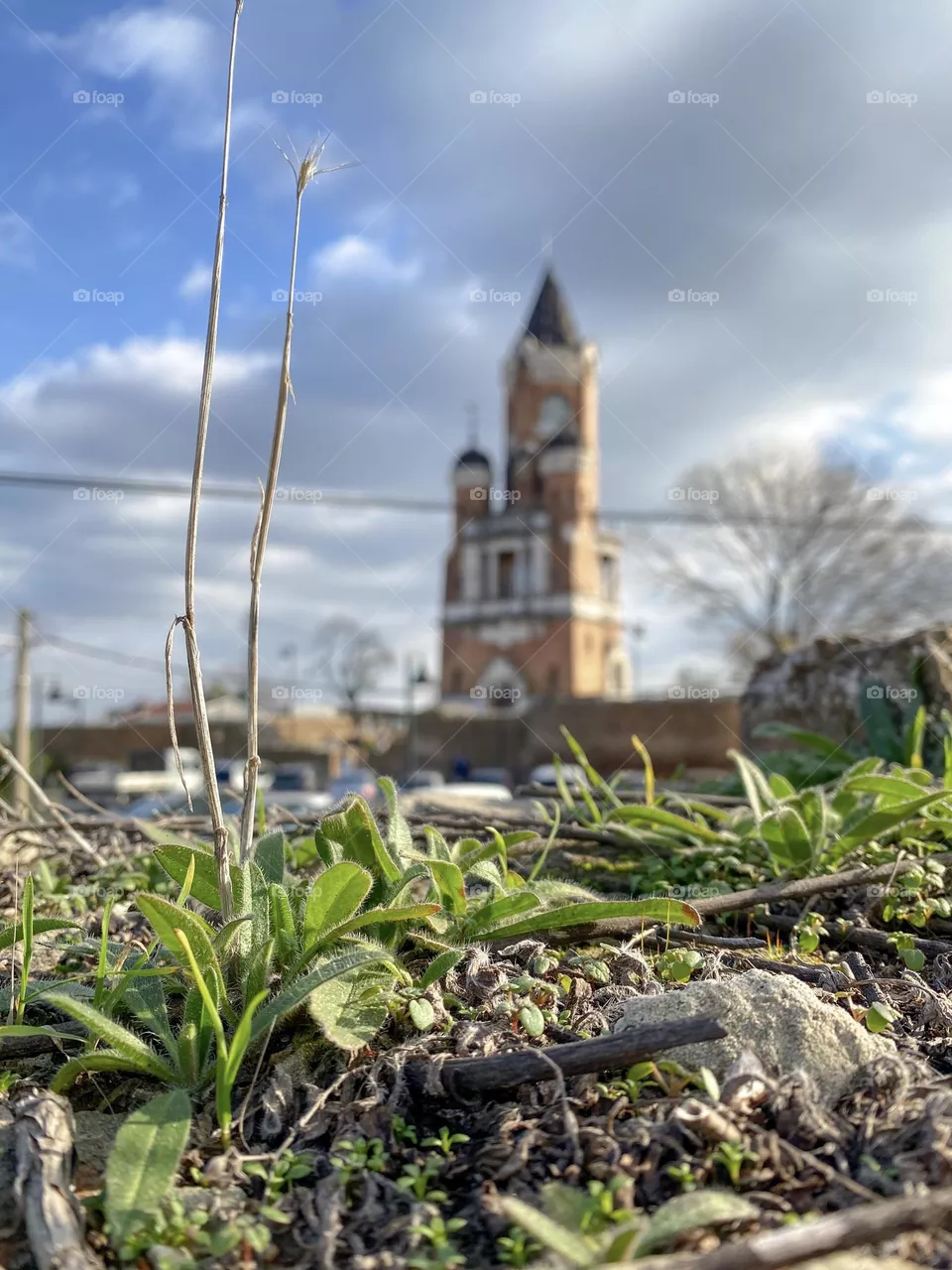 Plants