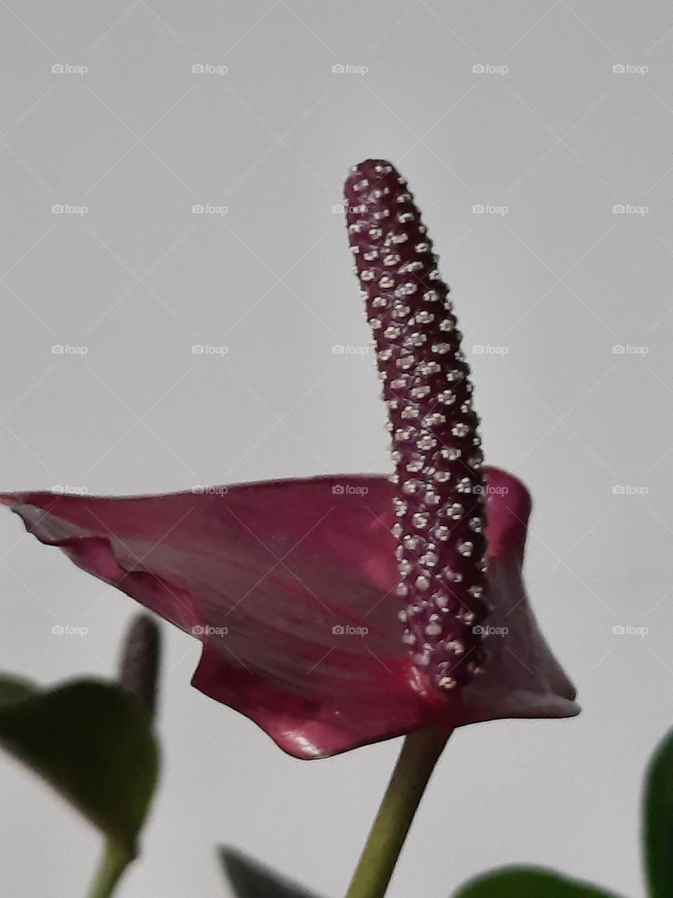 anthurium close-up