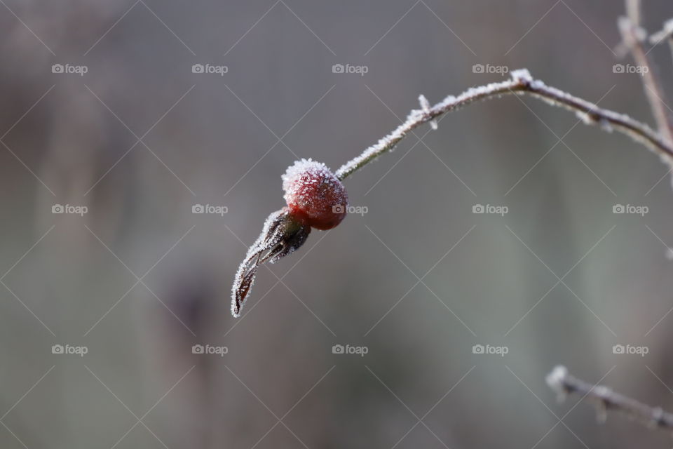 First frost- minimalism in nature 