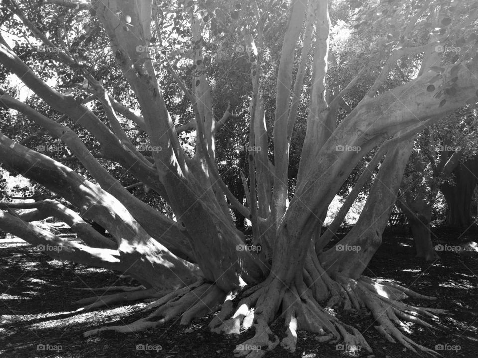 Tree at arboretum 