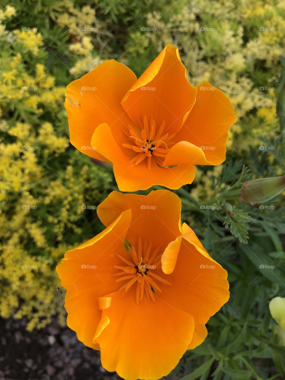 These lovely tango colored flowers are an absolute delight.