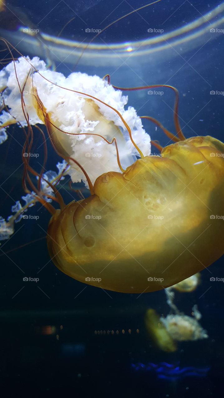 Underwater, Fish, No Person, Ocean, Tropical