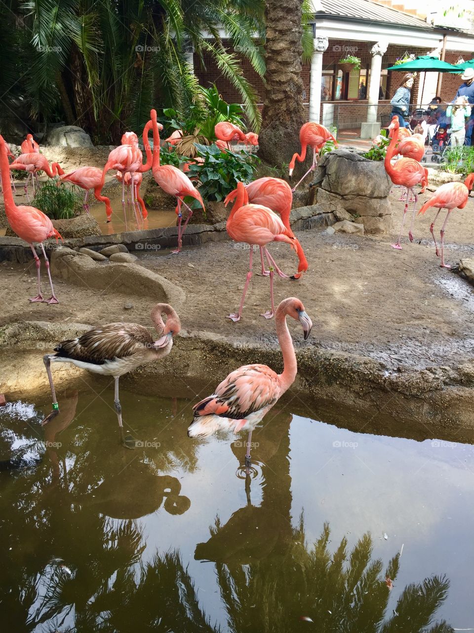 Flamingo Habitat 
