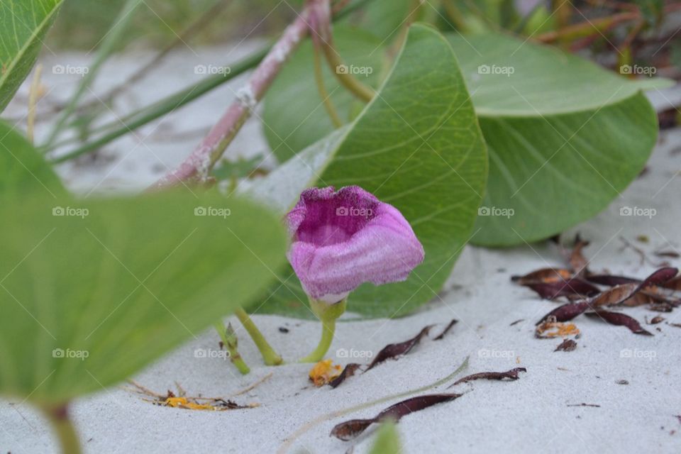 Beach Flower