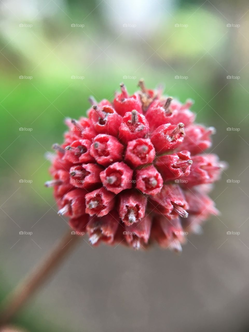 Red berry closeup 